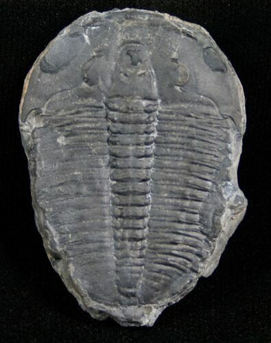 Elrathia Trilobite - Utah #6680